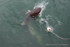 Daily Blog: 14 December 2021 | Shark Cage Diving in South Africa