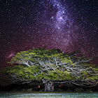 Natal Wild Fig Trees - Summer nights in nature Natal Wild Fig Trees - Summer nights in nature