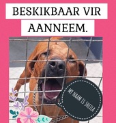 Sheila is ready to be adopted!