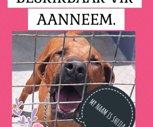 Sheila is ready to be adopted!