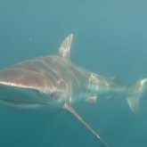 Shark Diving - White Shark Projects - Xplorio™ Gansbaai
