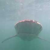 Shark Diving - White Shark Projects - Xplorio™ Gansbaai