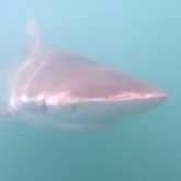 Shark Diving - White Shark Projects - Xplorio™ Gansbaai