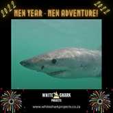 Shark Diving - White Shark Projects - Xplorio™ Gansbaai