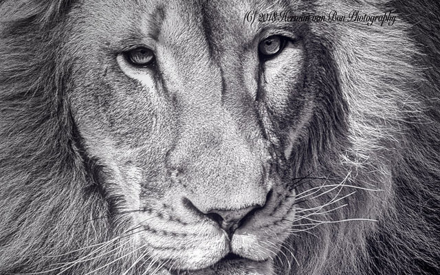 Close up wildlife photography by Herman van Bon