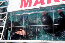 Daily Blog: 10 January 2022 | Shark Cage Diving in South Africa