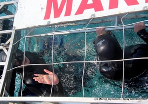 Daily Blog: 10 January 2022 | Shark Cage Diving in South Africa