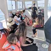 Shark Cage Diving - White Shark Projects - Xplorio™ Gansbaai