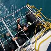 Shark Cage Diving - White Shark Projects - Xplorio™ Gansbaai