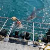 Shark Cage Diving - White Shark Projects - Xplorio™ Gansbaai