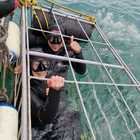 Shark Cage Diving in Gansbaai with White Shark Projects Shark Cage Diving in Gansbaai with White Shark Projects