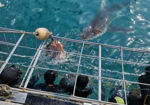 Recent Shark Cage Diving Trips with White Shark Projects