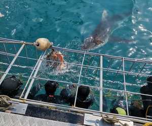 Recent Shark Cage Diving Trips with White Shark Projects