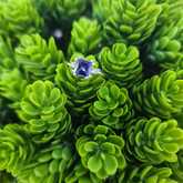 Ring - Tanzanites and Diamonds of Hermanus - Xplorio™ Hermanus