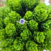 Ring - Tanzanites and Diamonds of Hermanus - Xplorio™ Hermanus