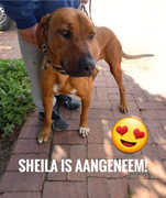 Sheila Adopted