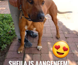Sheila Adopted