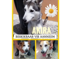 Dogs Up For Adoption