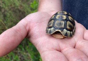 SHOUT OUT TO WILDLIFE VOLUNTEERS - THANK YOU