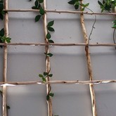 Trellis - Element Ecosystems - Xplorio™ L'Agulhas