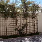 Trellis - Element Ecosystems - Xplorio™ L'Agulhas