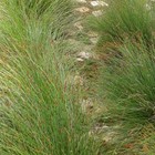 Restio Path - Element Ecosystems - Xplorio™ L'Agulhas