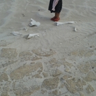 Agulhas - Africa Tip Trails - Xplorio™ L'Agulhas