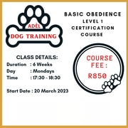Basic Home Obedience Training Course