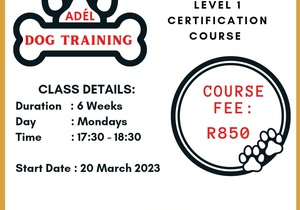 Basic Home Obedience Training Course
