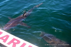 Daily Blog: 17 January 2022 | Shark Cage Diving in South Africa