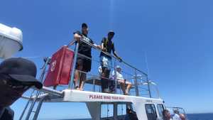 Shark Cage Diving Trip