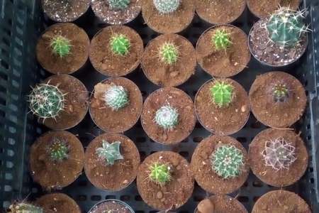 Cacti_Succulents_2_1643033801