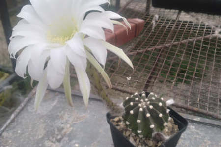 Cacti_Succulents_6_1643033868