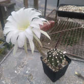 Overberg Cacti and Succulents - Xplorio™ Gansbaai 