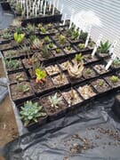 Succulents and cacti in stock