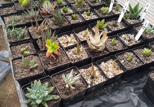 Succulents and cacti in stock