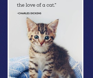 Kittens Up For Adoption