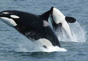 Marine Species Gain Numbers - Gansbaai Daily News