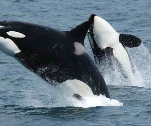 Marine Species Gain Numbers - Gansbaai Daily News