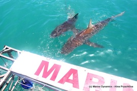 Daily Blog: 01 February 2022 | Shark Cage Diving in South Africa