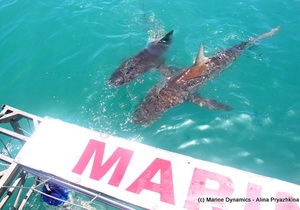 Daily Blog: 01 February 2022 | Shark Cage Diving in South Africa