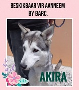 Akira is ready to be adopted!