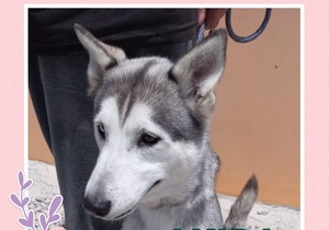 Akira is ready to be adopted!