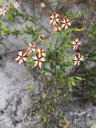 Jamesbrittenia albomarginata - flower of the week!