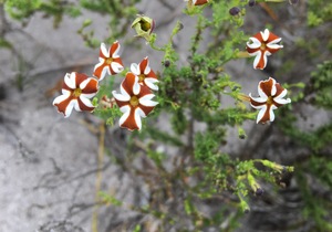 Jamesbrittenia albomarginata - flower of the week!