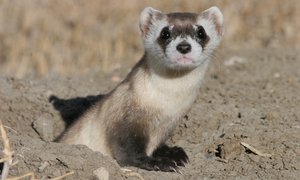 Protected Species Additions - Gansbaai Daily News