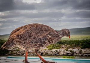 Cape Spurfowl