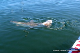 Daily Blog: 08 February 2022 | Shark Cage Diving in South Africa