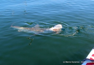 Daily Blog: 08 February 2022 | Shark Cage Diving in South Africa