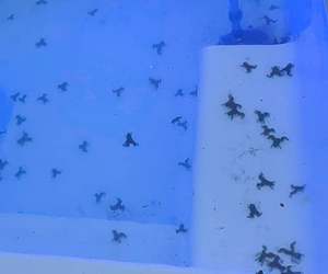 IT'S NOT RAINING CATS AND DOGS - ITS RAINING PLATANNAS!